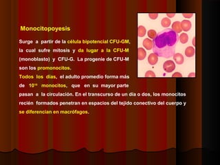 Monocitopoyesis
Surge a partir de la célula bipotencial CFU-GM,
la cual sufre mitosis y da lugar a la CFU-M
(monoblasto) y CFU-G. La progenie de CFU-M
son los promonocitos.
Todos los días, el adulto promedio forma más
de 1010
monocitos, que en su mayor parte
pasan a la circulación. En el transcurso de un día o dos, los monocitos
recién formados penetran en espacios del tejido conectivo del cuerpo y
se diferencian en macrófagos.
 
