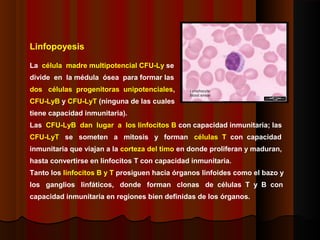 Linfopoyesis
La célula madre multipotencial CFU-Ly se
divide en la médula ósea para formar las
dos células progenitoras unipotenciales,
CFU-LyB y CFU-LyT (ninguna de las cuales
tiene capacidad inmunitaria).
Las CFU-LyB dan lugar a los linfocitos B con capacidad inmunitaria; las
CFU-LyT se someten a mitosis y forman células T con capacidad
inmunitaria que viajan a la corteza del timo en donde proliferan y maduran,
hasta convertirse en linfocitos T con capacidad inmunitaria.
Tanto los linfocitos B y T prosiguen hacia órganos linfoides como el bazo y
los ganglios linfáticos, donde forman clonas de células T y B con
capacidad inmunitaria en regiones bien definidas de los órganos.
 