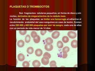 PLAQUETAS O TROMBOCITOS
Son fragmentos celulares pequeños, en forma de disco y sin
núcleo, derivados de megacariocitos de la médula ósea.
La función de las plaquetas es limitar una hemorragia al adherirse al
recubrimiento endotelial del vaso sanguíneo en caso de lesión. Existen
entre 250 000 y 400 000 plaquetas por mm3
de sangre, cada una de ellas
con un periodo de vida menor de 14 días.
 