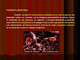 FUNCIÓN PLAQUETARIA:
Cuando se altera el recubrimiento endotelial de un vaso sanguíneo, las
plaquetas entran en contacto con la colágena subendotelial, se activan, liberan
el contenido de sus gránulos, se adhieren a la región dañada de la pared del
vaso (adherencia plaquetaria) y se agregan unas a otras (agregación plaquetaria).
Las interacciones de factores tisulares, factores de origen sanguíneo y factores
de las plaquetas crean un coágulo sanguíneo.
 