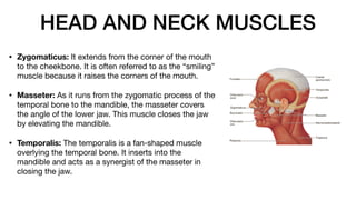 Structure Involved In Smiling The Anatomy and Physiology of the Muscular System | PDF