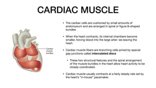 CARDIAC MUSCLE
• The cardiac cells are cushioned by small amounts of
endomysium and are arranged in spiral or
fi
gure 8–shaped
bundles
• When the heart contracts, its internal chambers become
smaller, forcing blood into the large arter- ies leaving the
heart.
• Cardiac muscle
fi
bers are branching cells joined by special
gap junctions called intercalated discs
• These two structural features and the spiral arrangement
of the muscle bundles in the heart allow heart activity to be
closely coordinated.
• Cardiac muscle usually contracts at a fairly steady rate set by
the heart’s “in-house” pacemaker.
 