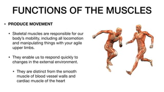 FUNCTIONS OF THE MUSCLES
• PRODUCE MOVEMENT
• Skeletal muscles are responsible for our
body’s mobility, including all locomotion
and manipulating things with your agile
upper limbs.
• They enable us to respond quickly to
changes in the external environment.
• They are distinct from the smooth
muscle of blood vessel walls and
cardiac muscle of the heart
 