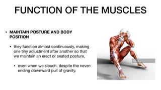 FUNCTION OF THE MUSCLES
• MAINTAIN POSTURE AND BODY
POSITION
• they function almost continuously, making
one tiny adjustment after another so that
we maintain an erect or seated posture,
• even when we slouch, despite the never-
ending downward pull of gravity.
 