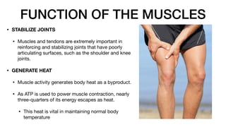 FUNCTION OF THE MUSCLES
• STABILIZE JOINTS
• Muscles and tendons are extremely important in
reinforcing and stabilizing joints that have poorly
articulating surfaces, such as the shoulder and knee
joints.
• GENERATE HEAT
• Muscle activity generates body heat as a byproduct.
• As ATP is used to power muscle contraction, nearly
three-quarters of its energy escapes as heat.
• This heat is vital in maintaining normal body
temperature
 
