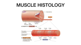 MUSCLE HISTOLOGY
 