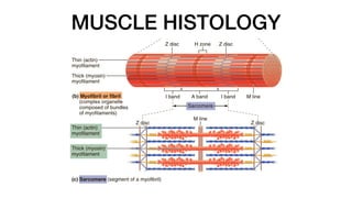MUSCLE HISTOLOGY
 
