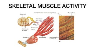 SKELETAL MUSCLE ACTIVITY
 
