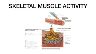 SKELETAL MUSCLE ACTIVITY
 