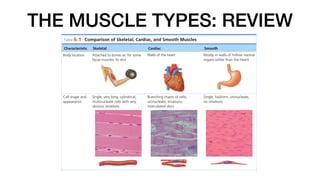 THE MUSCLE TYPES: REVIEW
 