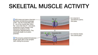 SKELETAL MUSCLE ACTIVITY
 