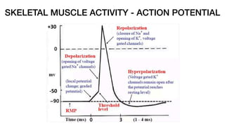 SKELETAL MUSCLE ACTIVITY - ACTION POTENTIAL
 