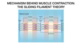 MECHANISM BEHIND MUSCLE CONTRACTION:
THE SLIDING FILAMENT THEORY
 
