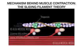 MECHANISM BEHIND MUSCLE CONTRACTION:
THE SLIDING FILAMENT THEORY
 