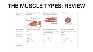 THE MUSCLE TYPES: REVIEW
 