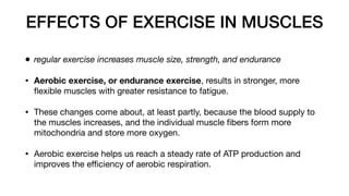 EFFECTS OF EXERCISE IN MUSCLES
• regular exercise increases muscle size, strength, and endurance
• Aerobic exercise, or endurance exercise, results in stronger, more
fl
exible muscles with greater resistance to fatigue.
• These changes come about, at least partly, because the blood supply to
the muscles increases, and the individual muscle
fi
bers form more
mitochondria and store more oxygen.
• Aerobic exercise helps us reach a steady rate of ATP production and
improves the e
ffi
ciency of aerobic respiration.
 