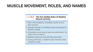 MUSCLE MOVEMENT, ROLES, AND NAMES
 