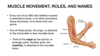 MUSCLE MOVEMENT, ROLES, AND NAMES
• Every one of our 600-odd skeletal muscles
is attached to bone, or to other connective
tissue structures, at no fewer than two
points
• One of these points, the origin, is attached
to the immovable or less movable bone.
• Think of the origin as the anchor, or
leverage, point. Another point, the
insertion, is attached to the movable
bone.
 
