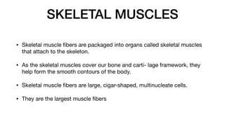 SKELETAL MUSCLES
• Skeletal muscle
fi
bers are packaged into organs called skeletal muscles
that attach to the skeleton.
• As the skeletal muscles cover our bone and carti- lage framework, they
help form the smooth contours of the body.
• Skeletal muscle
fi
bers are large, cigar-shaped, multinucleate cells.
• They are the largest muscle
fi
bers
 