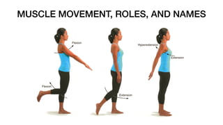 MUSCLE MOVEMENT, ROLES, AND NAMES
 