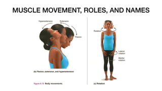 MUSCLE MOVEMENT, ROLES, AND NAMES
 