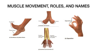 MUSCLE MOVEMENT, ROLES, AND NAMES
 