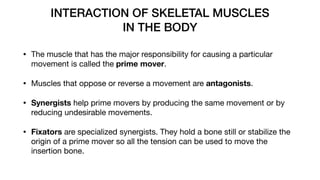 INTERACTION OF SKELETAL MUSCLES
IN THE BODY
• The muscle that has the major responsibility for causing a particular
movement is called the prime mover.
• Muscles that oppose or reverse a movement are antagonists.
• Synergists help prime movers by producing the same movement or by
reducing undesirable movements.
• Fixators are specialized synergists. They hold a bone still or stabilize the
origin of a prime mover so all the tension can be used to move the
insertion bone.
 