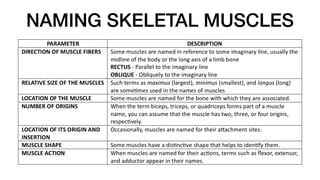 NAMING SKELETAL MUSCLES
 