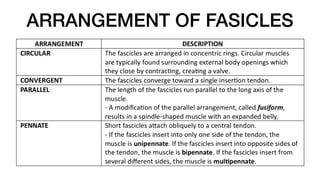ARRANGEMENT OF FASICLES
 