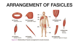 ARRANGEMENT OF FASICLES
 