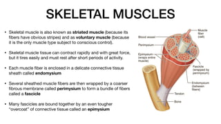 SKELETAL MUSCLES
• Skeletal muscle is also known as striated muscle (because its
fi
bers have obvious stripes) and as voluntary muscle (because
it is the only muscle type subject to conscious control).
• Skeletal muscle tissue can contract rapidly and with great force,
but it tires easily and must rest after short periods of activity.
• Each muscle
fi
ber is enclosed in a delicate connective tissue
sheath called endomysium
• Several sheathed muscle
fi
bers are then wrapped by a coarser
fi
brous membrane called perimysium to form a bundle of
fi
bers
called a fascicle
• Many fascicles are bound together by an even tougher
“overcoat” of connective tissue called an epimysium
 