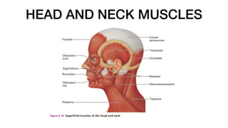 HEAD AND NECK MUSCLES
 