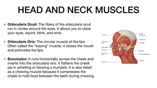 HEAD AND NECK MUSCLES
• Orbicularis Oculi: The
fi
bers of the orbicularis oculi
run in circles around the eyes. It allows you to close
your eyes, squint, blink, and wink.
• Orbicularis Oris: The circular muscle of the lips.
Often called the “kissing” muscle, it closes the mouth
and protrudes the lips.
• Buccinator: It runs horizontally across the cheek and
inserts into the orbicularis oris. It
fl
attens the cheek
(as in whistling or blowing a trumpet). It is also listed
as a chewing muscle because it compresses the
cheek to hold food between the teeth during chewing.
 