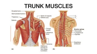 TRUNK MUSCLES
 