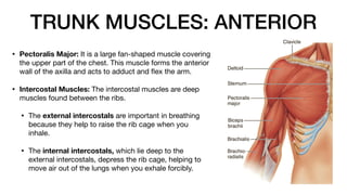 TRUNK MUSCLES: ANTERIOR
• Pectoralis Major: It is a large fan-shaped muscle covering
the upper part of the chest. This muscle forms the anterior
wall of the axilla and acts to adduct and
fl
ex the arm.
• Intercostal Muscles: The intercostal muscles are deep
muscles found between the ribs.
• The external intercostals are important in breathing
because they help to raise the rib cage when you
inhale.
• The internal intercostals, which lie deep to the
external intercostals, depress the rib cage, helping to
move air out of the lungs when you exhale forcibly.
 