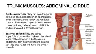 TRUNK MUSCLES: ABDOMINAL GIRDLE
• Rectus abdominis: They run from the pubis
to the rib cage, enclosed in an aponeurosis.
Their main function is to
fl
ex the vertebral
column. They also compress the abdominal
contents during defecation and childbirth
and are involved in forced breathing.
• External oblique: They are paired
super
fi
cial muscles that make up the lateral
walls of the abdomen. Like the rectus
abdominis, they
fl
ex the vertebral column,
but they also rotate the trunk and bend it
laterally.
 