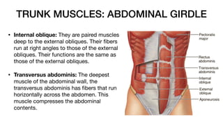 TRUNK MUSCLES: ABDOMINAL GIRDLE
• Internal oblique: They are paired muscles
deep to the external obliques. Their
fi
bers
run at right angles to those of the external
obliques. Their functions are the same as
those of the external obliques.
• Transversus abdominis: The deepest
muscle of the abdominal wall, the
transversus abdominis has
fi
bers that run
horizontally across the abdomen. This
muscle compresses the abdominal
contents.
 