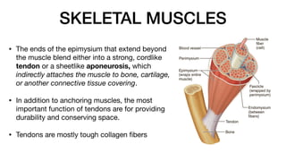 SKELETAL MUSCLES
• The ends of the epimysium that extend beyond
the muscle blend either into a strong, cordlike
tendon or a sheetlike aponeurosis, which
indirectly attaches the muscle to bone, cartilage,
or another connective tissue covering.
• In addition to anchoring muscles, the most
important function of tendons are for providing
durability and conserving space.
• Tendons are mostly tough collagen
fi
bers
 