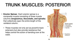 TRUNK MUSCLES: POSTERIOR
• Erector Spinae: Each erector spinae is a
composite muscle consisting of three muscle
columns (longissimus, iliocostalis, and spinalis)
that collectively span the entire length of the
vertebral column.
• These muscles not only act as powerful back
extensors but also provide resistance that
helps control the action of bending over at the
waist.
 