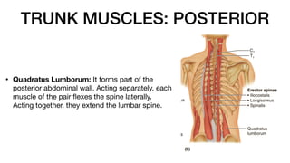 TRUNK MUSCLES: POSTERIOR
• Quadratus Lumborum: It forms part of the
posterior abdominal wall. Acting separately, each
muscle of the pair
fl
exes the spine laterally.
Acting together, they extend the lumbar spine.
 