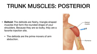 TRUNK MUSCLES: POSTERIOR
• Deltoid: The deltoids are
fl
eshy, triangle-shaped
muscles that form the rounded shape of your
shoulders. Because they are so bulky, they are a
favorite injection site.
• The deltoids are the prime movers of arm
abduction.
 
