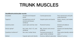 TRUNK MUSCLES
 