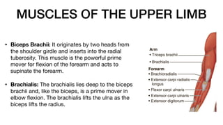 MUSCLES OF THE UPPER LIMB
• Biceps Brachii: It originates by two heads from
the shoulder girdle and inserts into the radial
tuberosity. This muscle is the powerful prime
mover for
fl
exion of the forearm and acts to
supinate the forearm.
• Brachialis: The brachialis lies deep to the biceps
brachii and, like the biceps, is a prime mover in
elbow
fl
exion. The brachialis lifts the ulna as the
biceps lifts the radius.
 