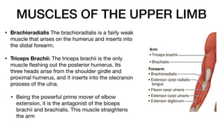 MUSCLES OF THE UPPER LIMB
• Brachioradialis The brachioradialis is a fairly weak
muscle that arises on the humerus and inserts into
the distal forearm.
• Triceps Brachii: The triceps brachii is the only
muscle
fl
eshing out the posterior humerus. Its
three heads arise from the shoulder girdle and
proximal humerus, and it inserts into the olecranon
process of the ulna.
• Being the powerful prime mover of elbow
extension, it is the antagonist of the biceps
brachii and brachialis. This muscle straightens
the arm
 