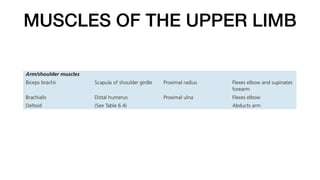 MUSCLES OF THE UPPER LIMB
 