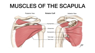 MUSCLES OF THE SCAPULA
 