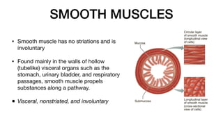 SMOOTH MUSCLES
• Smooth muscle has no striations and is
involuntary
• Found mainly in the walls of hollow
(tubelike) visceral organs such as the
stomach, urinary bladder, and respiratory
passages, smooth muscle propels
substances along a pathway.
• Visceral, nonstriated, and involuntary
 