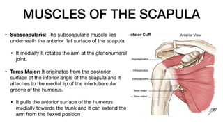 MUSCLES OF THE SCAPULA
• Subscapularis: The subscapularis muscle lies
underneath the anterior
fl
at surface of the scapula.
• It medially It rotates the arm at the glenohumeral
joint.
• Teres Major: It originates from the posterior
surface of the inferior angle of the scapula and it
attaches to the medial lip of the intertubercular
groove of the humerus.
• It pulls the anterior surface of the humerus
medially towards the trunk and it can extend the
arm from the
fl
exed position
 
