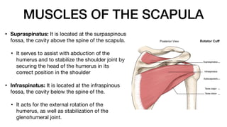 MUSCLES OF THE SCAPULA
• Supraspinatus: It is located at the surpaspinous
fossa, the cavity above the spine of the scapula.
• It serves to assist with abduction of the
humerus and to stabilize the shoulder joint by
securing the head of the humerus in its
correct position in the shoulder.
• Infraspinatus: It is located at the infraspinous
fossa, the cavity below the spine of the.
• It acts for the external rotation of the
humerus, as well as stabilization of the
glenohumeral joint.
 