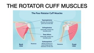 THE ROTATOR CUFF MUSCLES
 